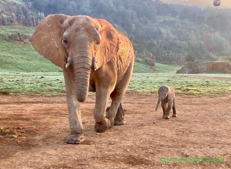 La elefanta africana recién nacida ayer en Cabárceno con su madre Hilda