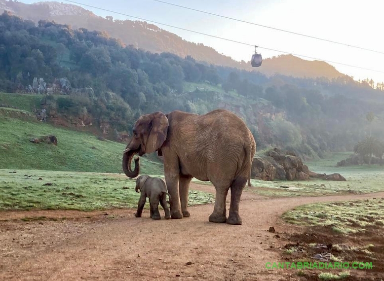 La elefanta africana recién nacida ayer en Cabárceno con su madre Hilda