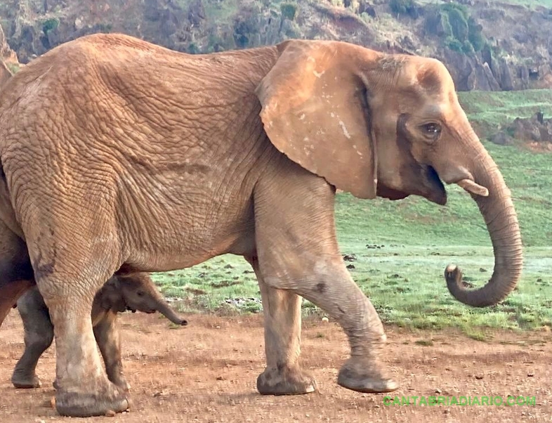 La elefanta africana recién nacida ayer en Cabárceno con su madre Hilda