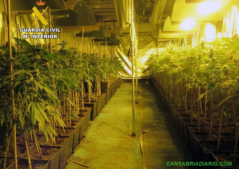  Incautadas casi 1.900 plantas de marihuana en viviendas de Riotuerto y Guriezo