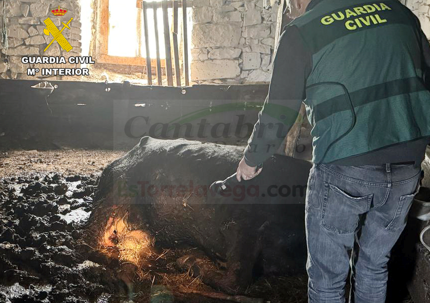 Investigado por la muerte de una vaca y un ternero en Tudanca