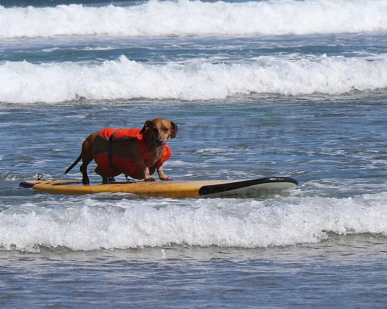 ¿Quieres ver perros surfeando? La playa de La Concha de Suances acoge la III edición del Campeonato de surf para perros