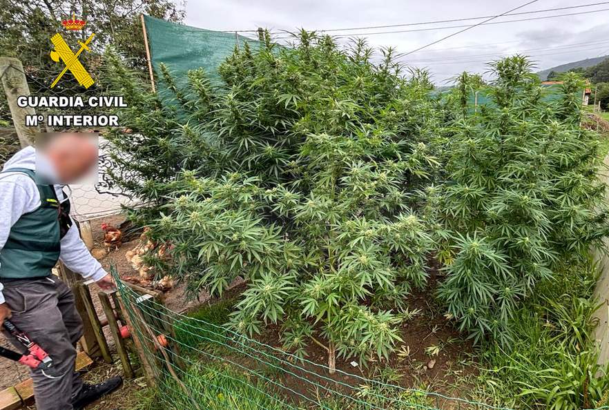 Dos detenidos en Toranzo por tener una plantación de marihuana