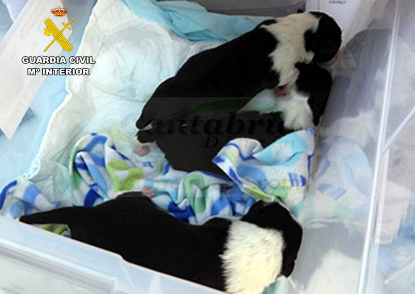 Investigado por abandonar a cuatro cachorros en un contenedor de basura