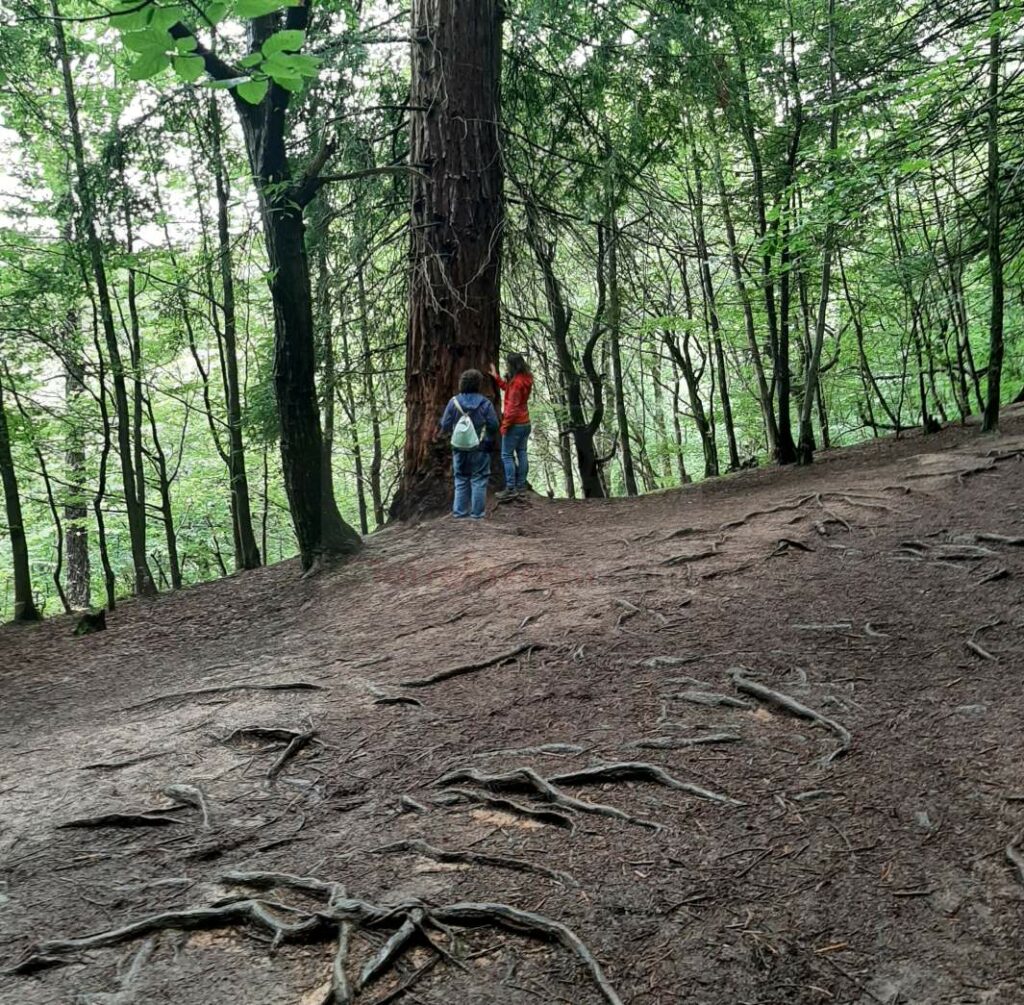 Los ecologistas alertan del deterioro del Monte de Secuoyas en Cabezón de la Sal