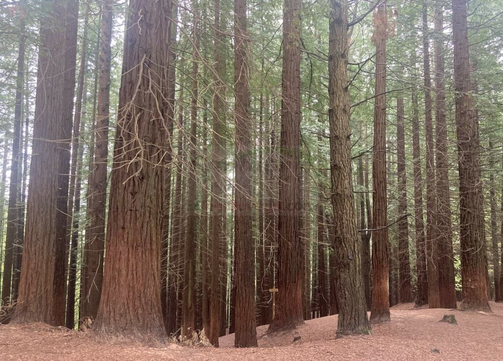 Los ecologistas alertan del deterioro del Monte de Secuoyas en Cabezón de la Sal