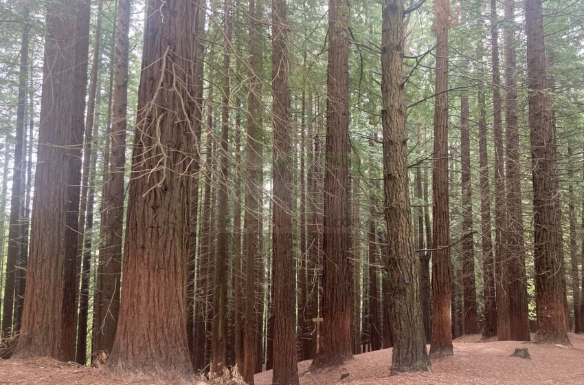  Los ecologistas alertan del deterioro del Monte de Secuoyas en Cabezón de la Sal
