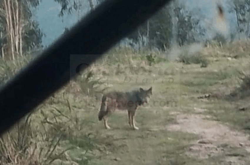  Se complica la batalla jurídica por el lobo en Cantabria
