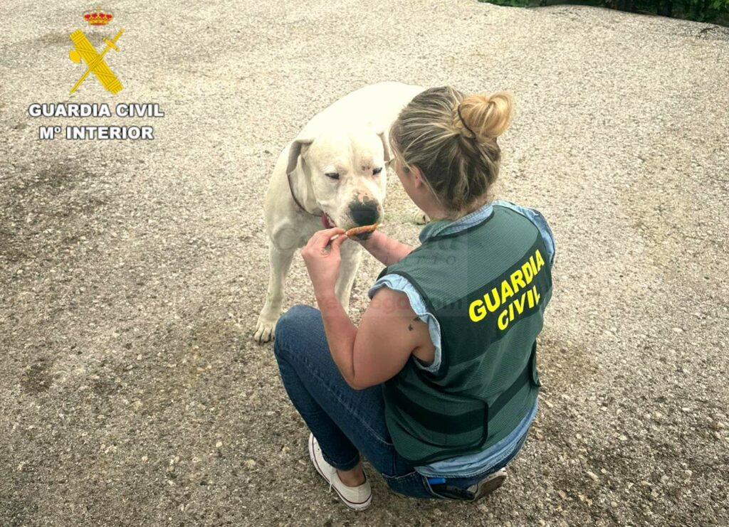 La Guardia Civil investiga a un varón que propinó varios puñetazos y una patada a un perro