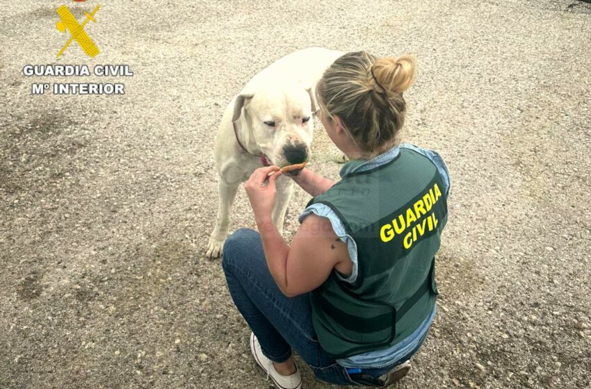 La Guardia Civil investiga a un varón que propinó varios puñetazos y una patada a un perro
