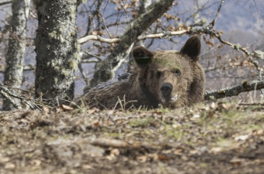 Activado el protocolo para localizar a un oso desorientado en la zona de Campoo
