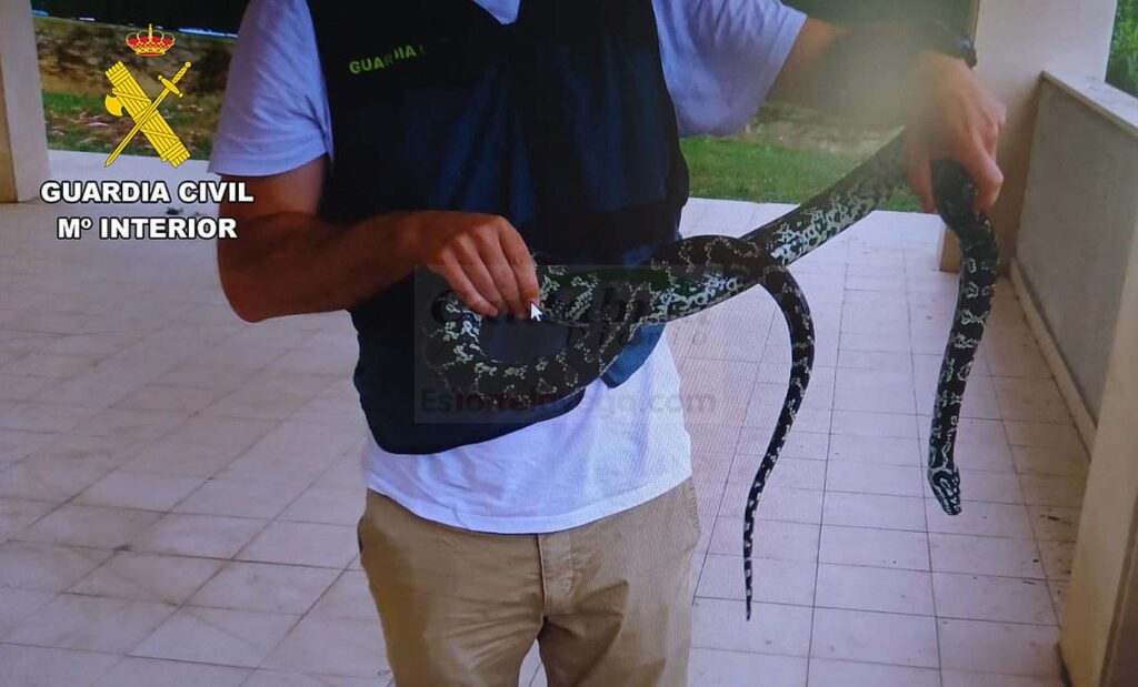 Tenía una serpiente pitón ilegalmente en un domicilio de Santander