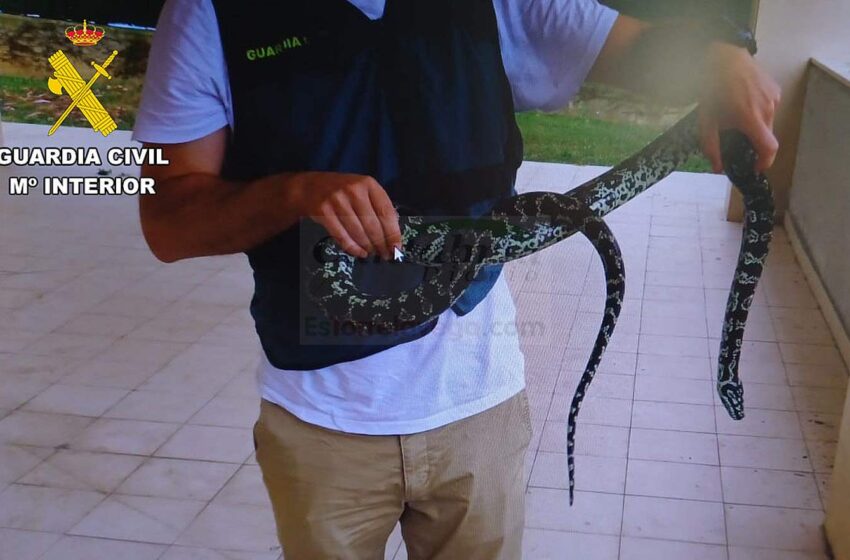 Tenía una serpiente pitón ilegalmente en un domicilio de Santander