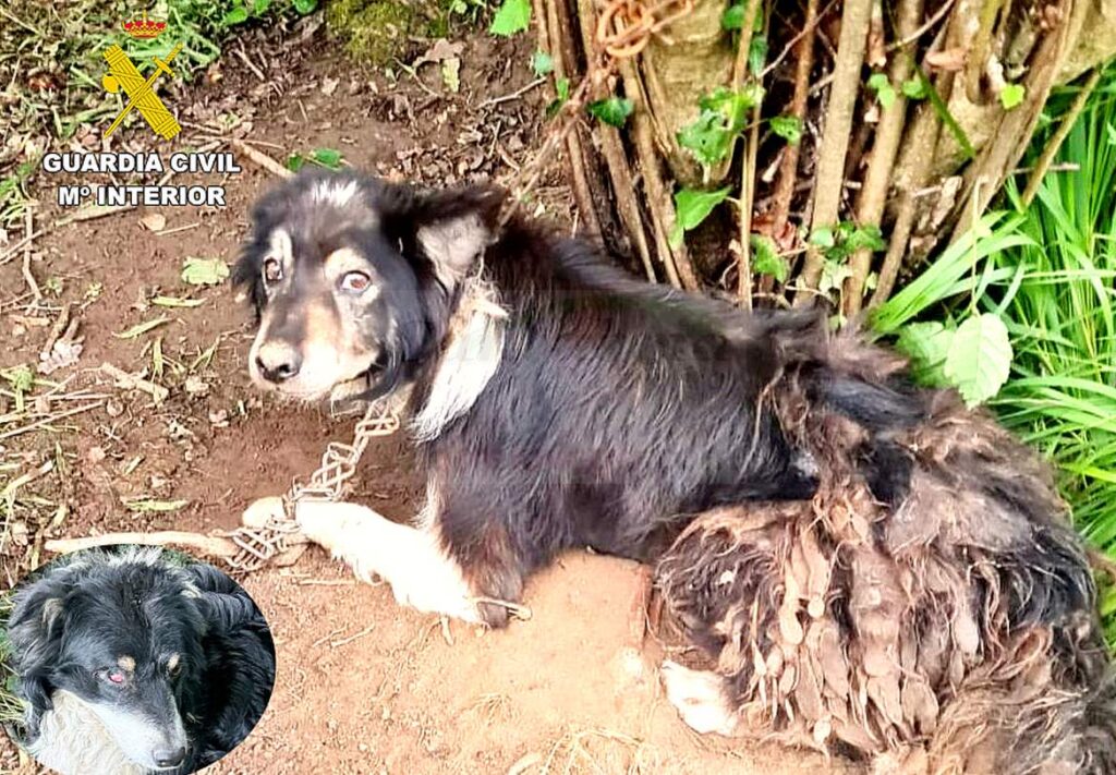 Investigado por el abandono de cuatro perros atados a un árbol en una zona boscosa en Val de San Vicente
