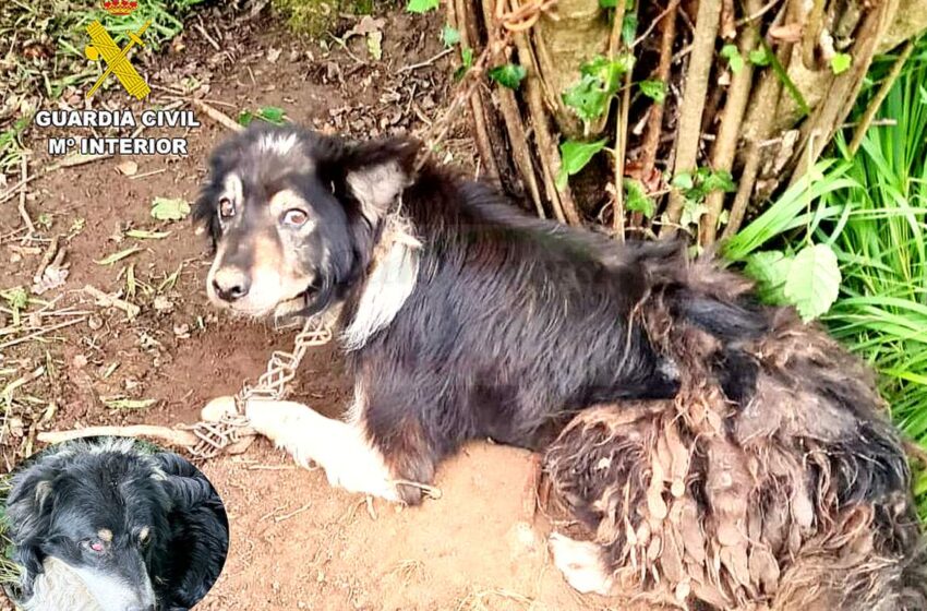 Investigado por el abandono de cuatro perros atados a un árbol en una zona boscosa en Val de San Vicente