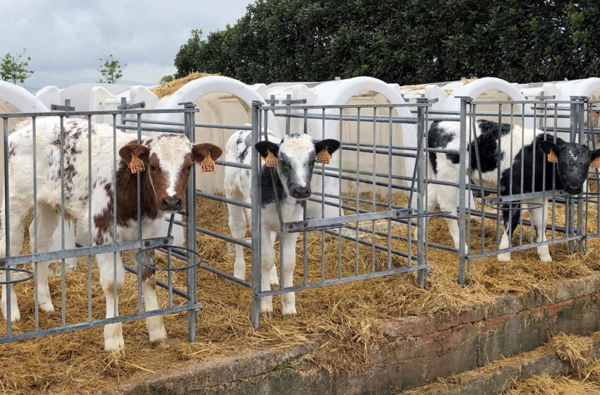  Cantabria recomienda extremar la prevención ante la dermatosis nodular contagiosa: su detección implica el sacrificio de los animales y el vacío sanitario