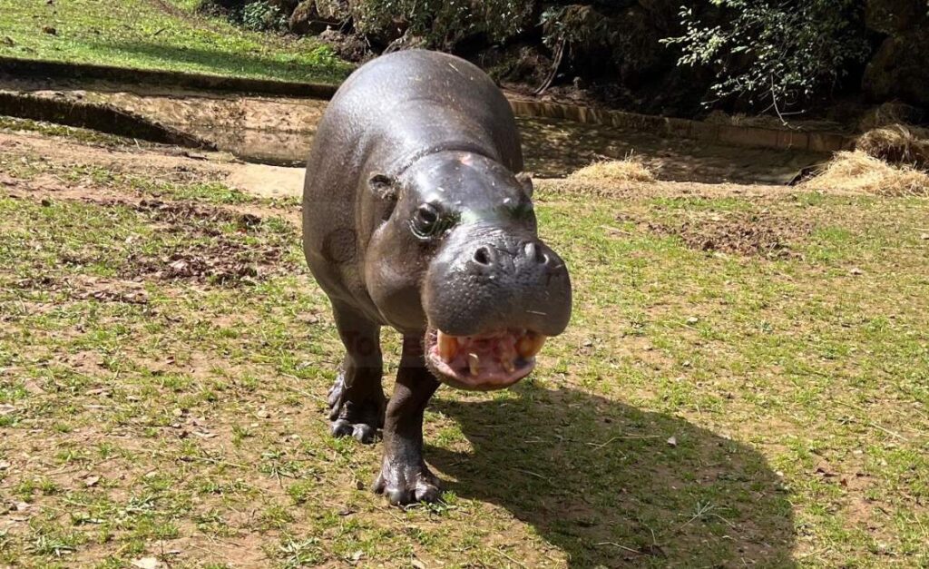 Cabárceno recibe a Napoleón, un hipopótamo pigmeo