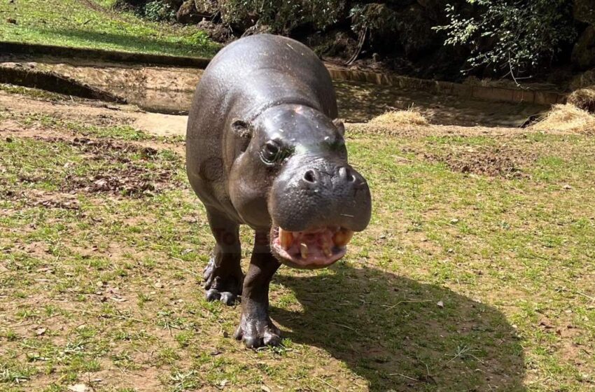  Cabárceno recibe a Napoleón, un hipopótamo pigmeo