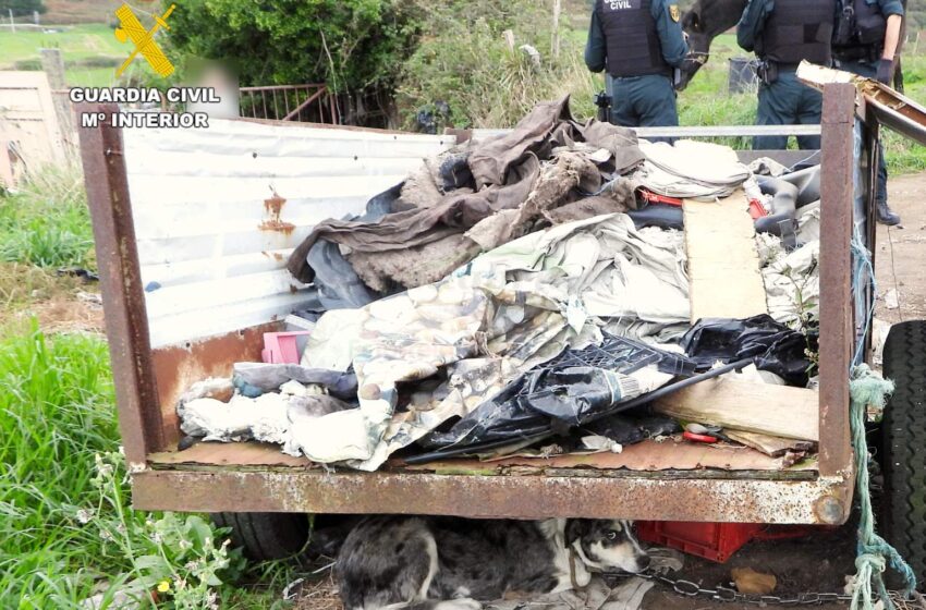  Detenido el cuidador de un perro que presentaba lesiones en el cuello de un dedo de profundidad