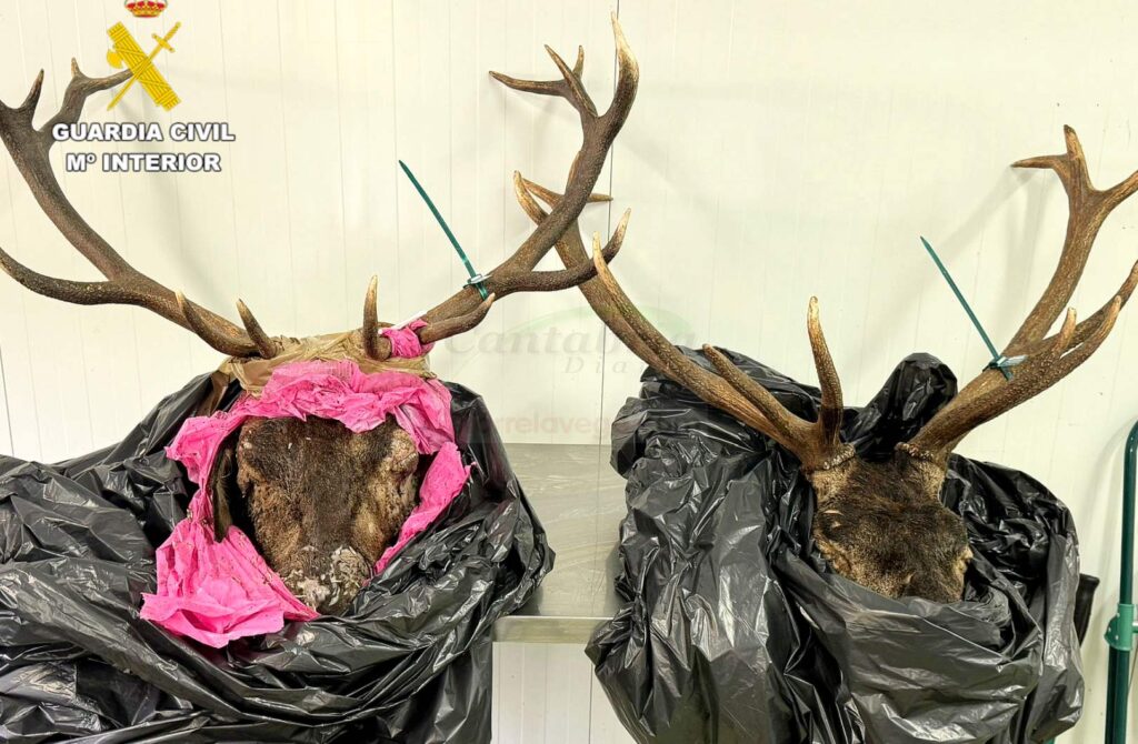 Interceptado un vehículo con dos cabezas de venado de origen ilícito