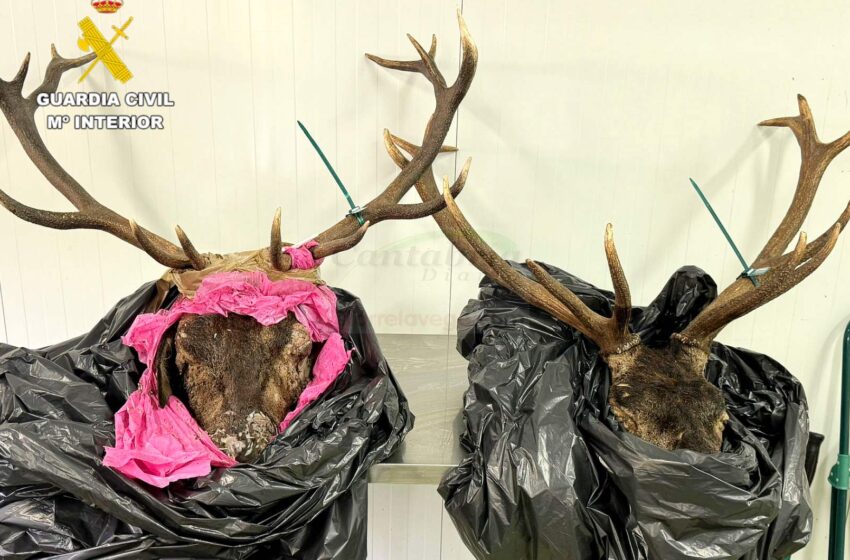 Interceptado un vehículo con dos cabezas de venado de origen ilícito