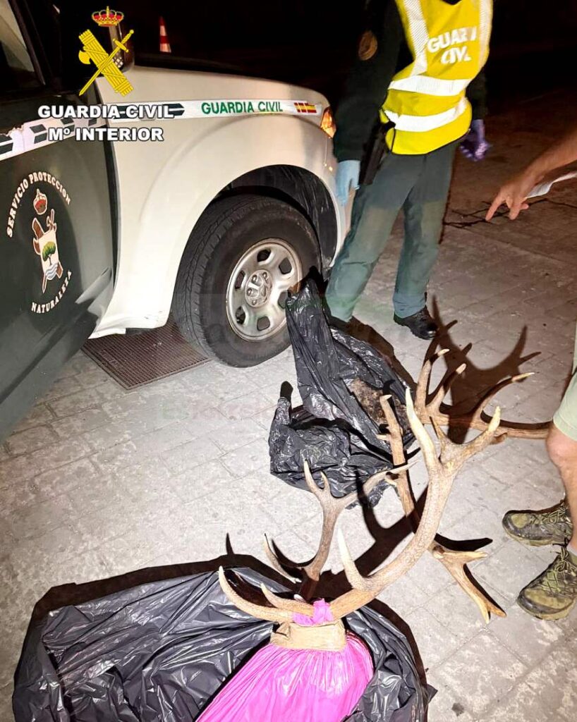 Interceptado un vehículo con dos cabezas de venado de origen ilícito