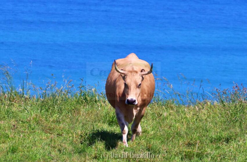  Cantabria prohíbe las ferias de animales por la dermatosis nodular contagiosa