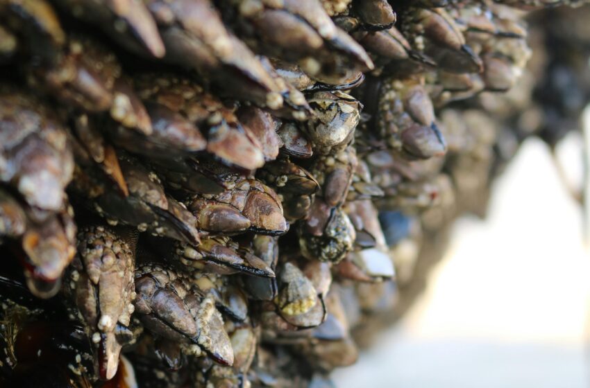  Cantabria reabre el censo de mariscadores de percebe con un total de 18 plazas vacantes