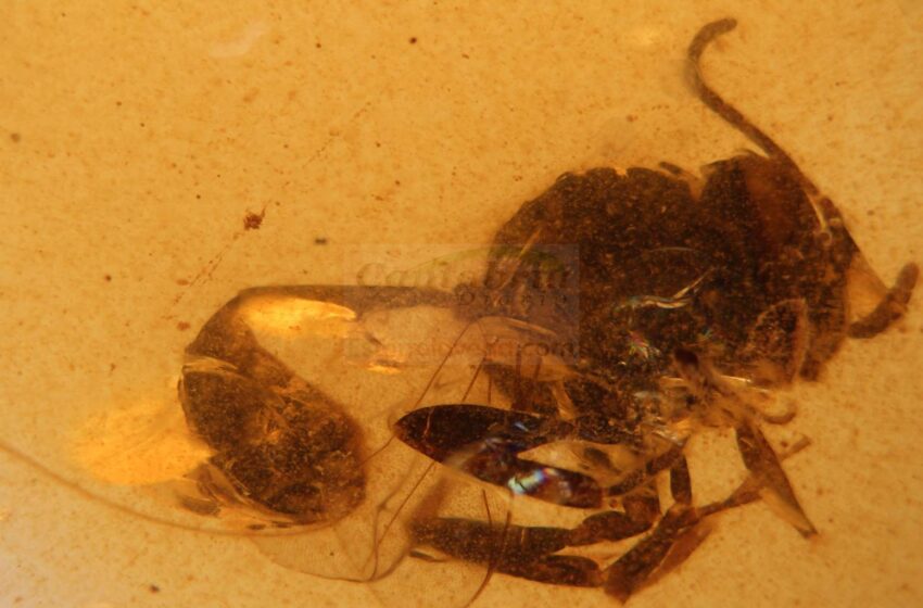  Descubierta una nueva especie de avispa fósil en el ámbar de El Soplao de hace 105 millones de años