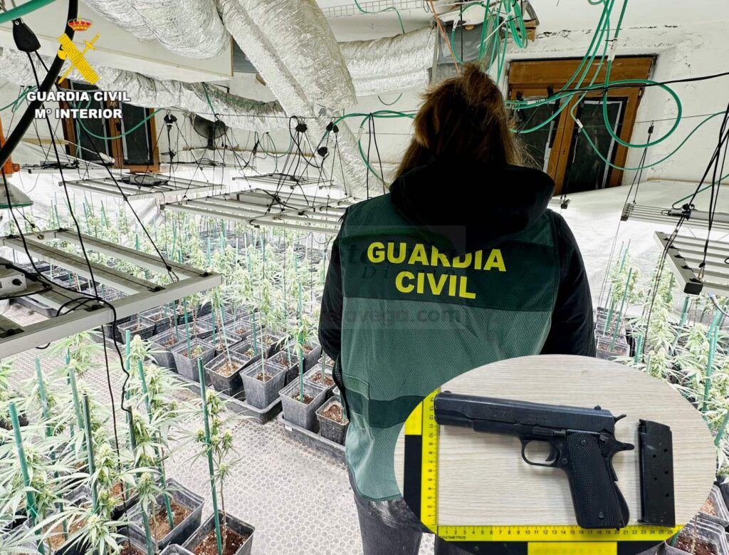 Desmantelada una plantación de marihuana en Guriezo con más de 300 plantas