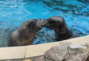 Fallece por causas naturales Pas, una de las hembras de león marino más carismáticas del Parque de la Naturaleza de Cabárceno